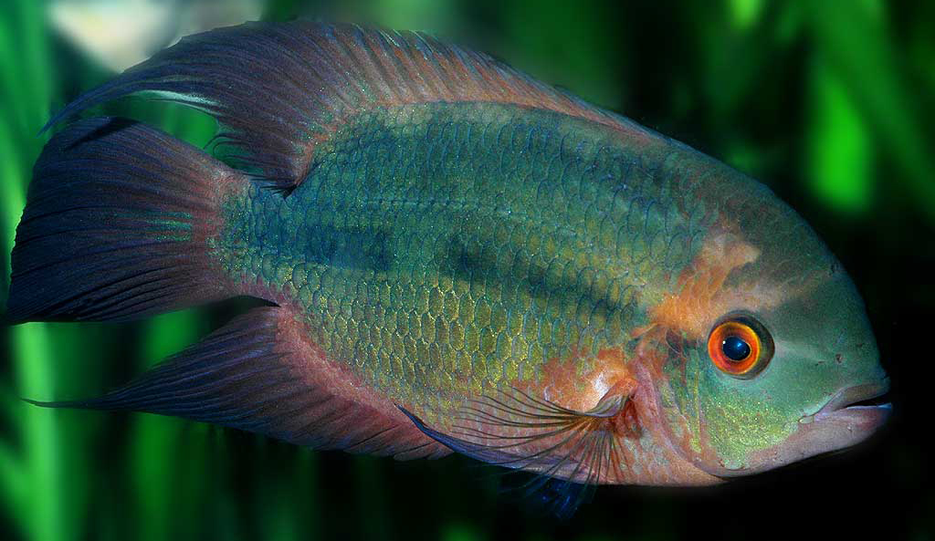 CICHLASOMA CRASSUM